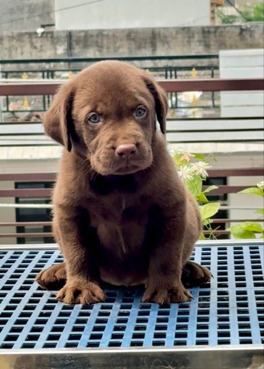 Pet