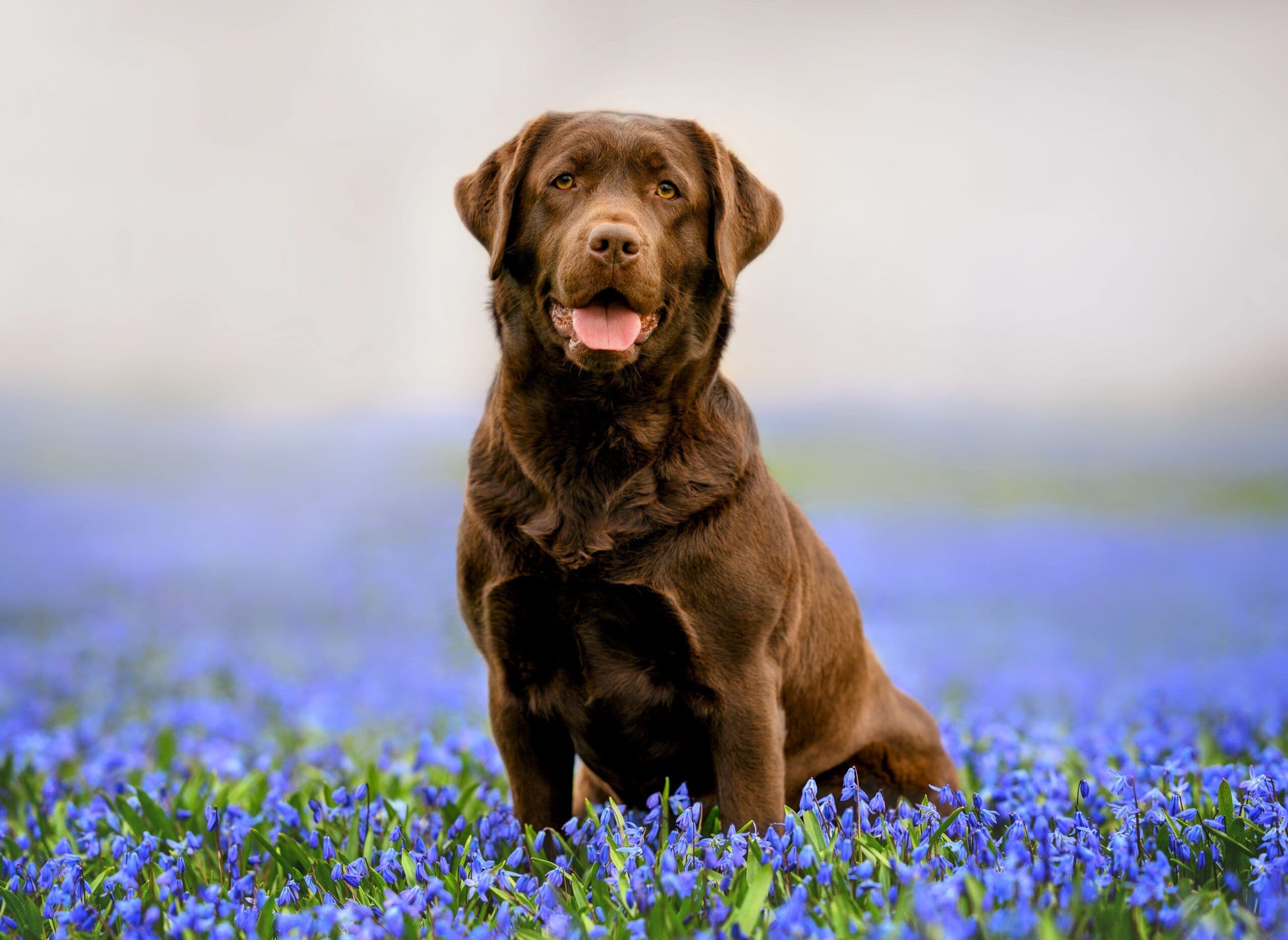 National-Dog-Day--scaled.jpg