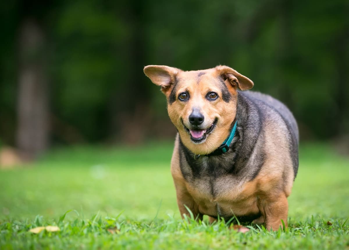 overweight-dog-diabetes.jpg.optimal.jpg