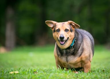 overweight-dog-diabetes.jpg.optimal.jpg