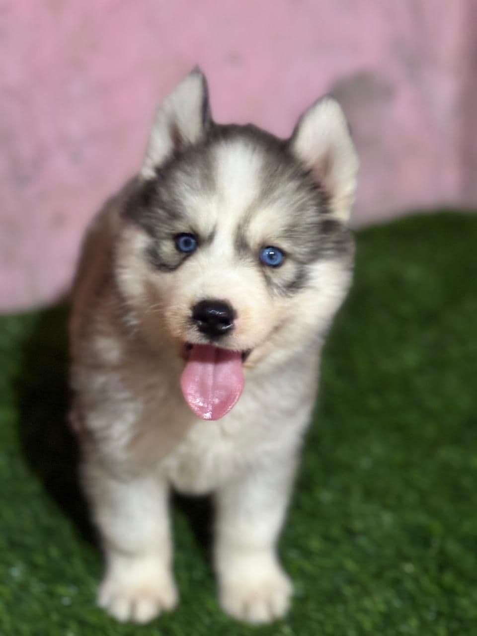 Pet