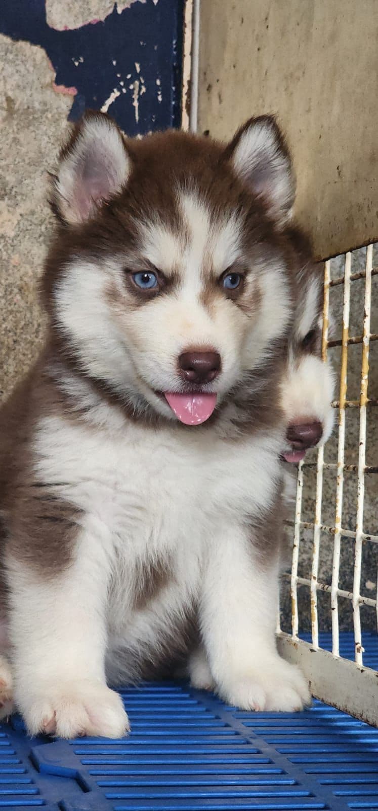 Pet