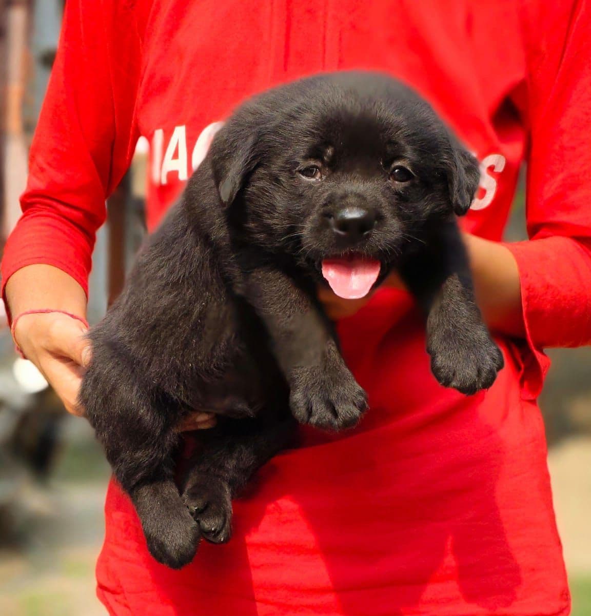Pet