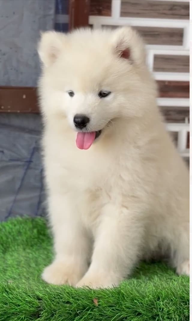 Pet