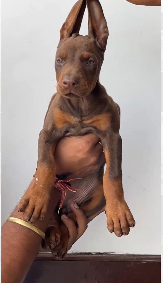 Pet