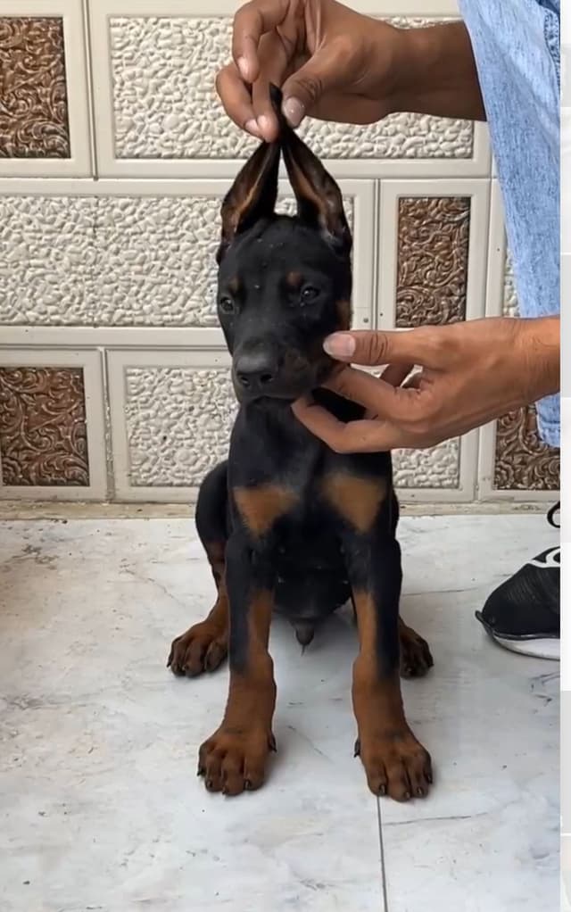 Pet