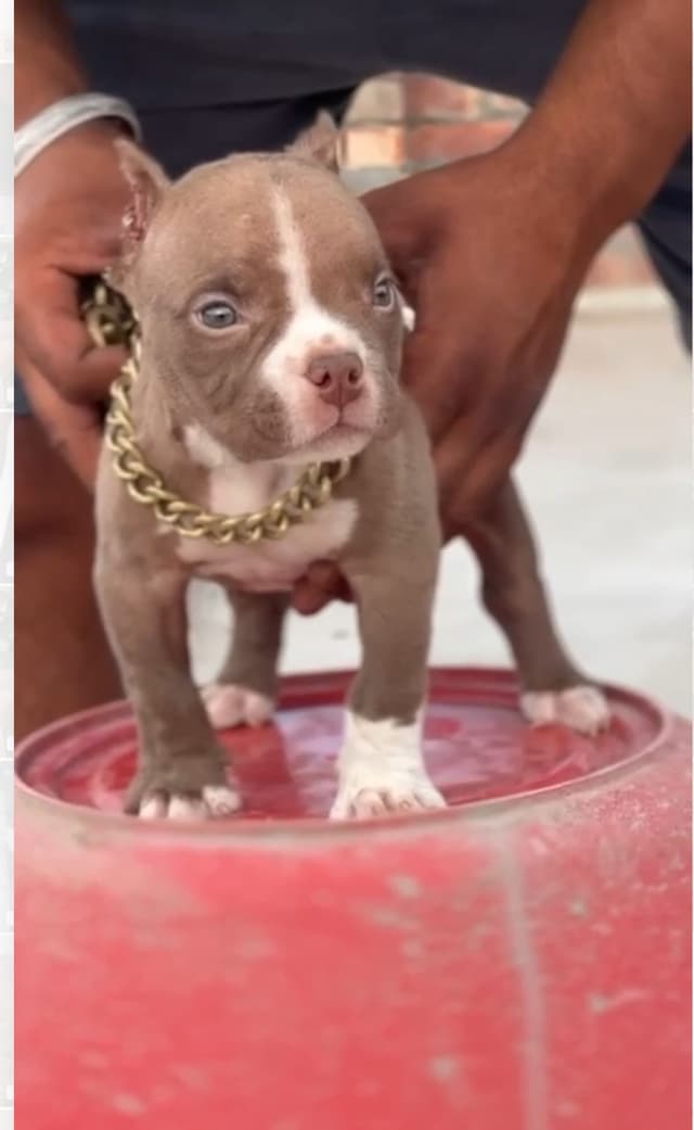 Pet