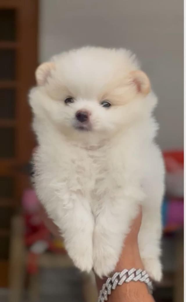 Pet