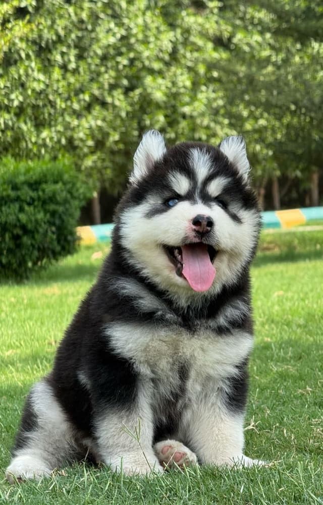 Pet