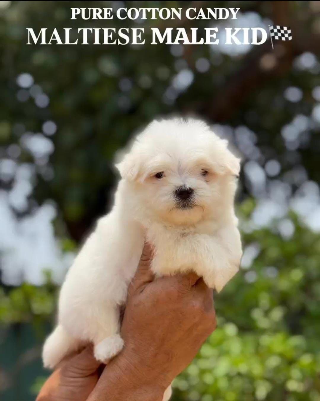 Pet