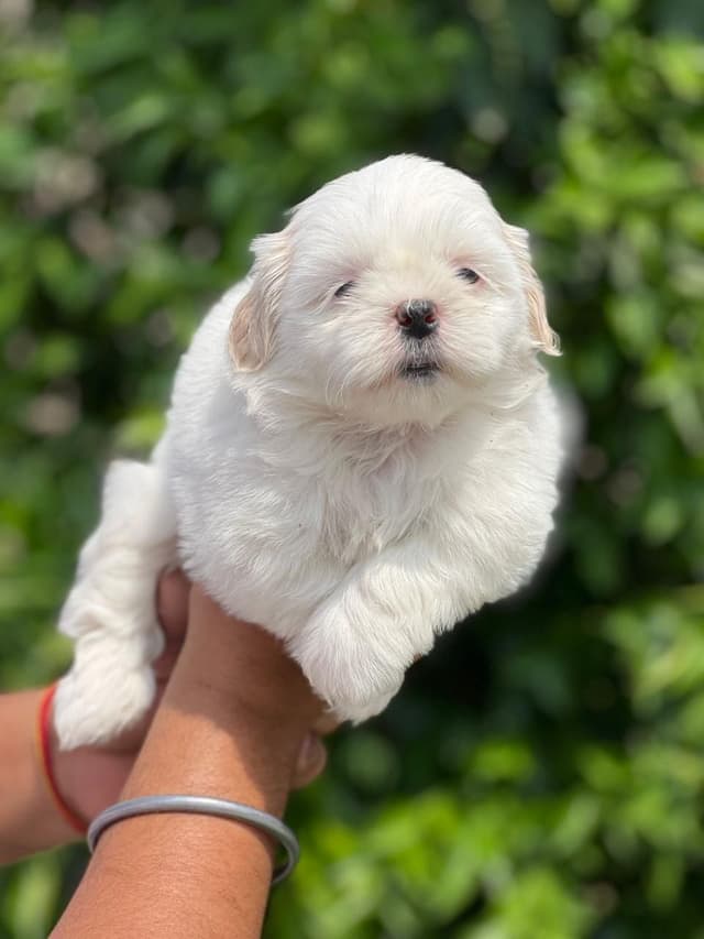 Pet