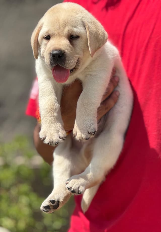 Pet