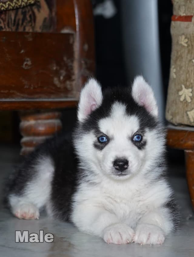 Pet
