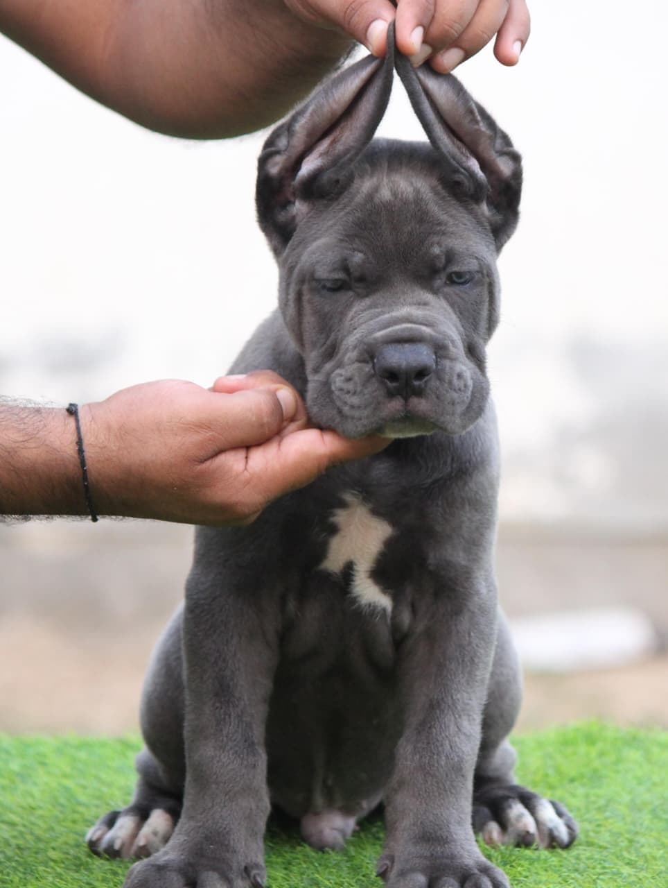 Pet
