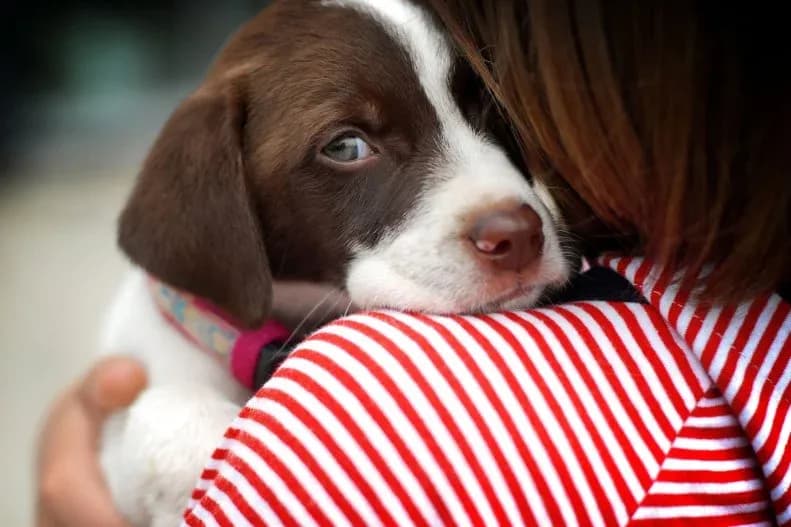 The 30 Best Dog Breeds for Families With Kids 1624290592547.webp