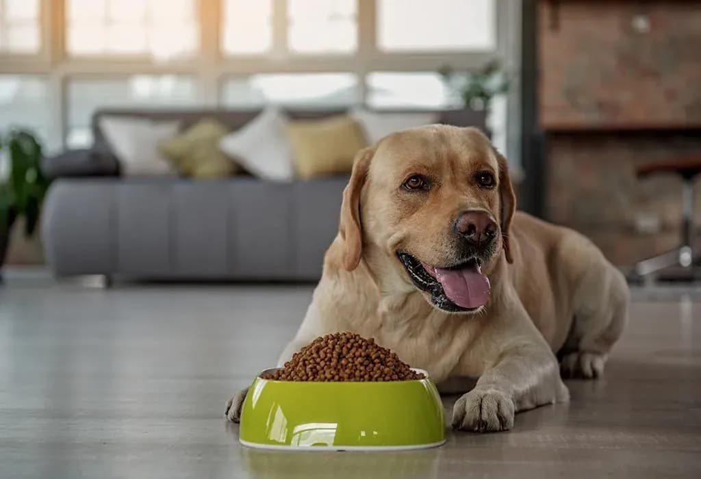 19 Healthy and Safe Foods You Can Feed Your Dog 748354738-H-1024x700.webp