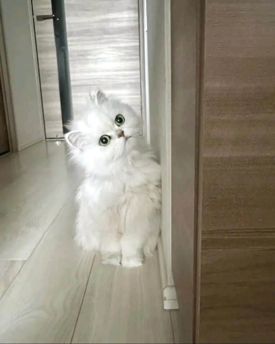 Kiki Persian