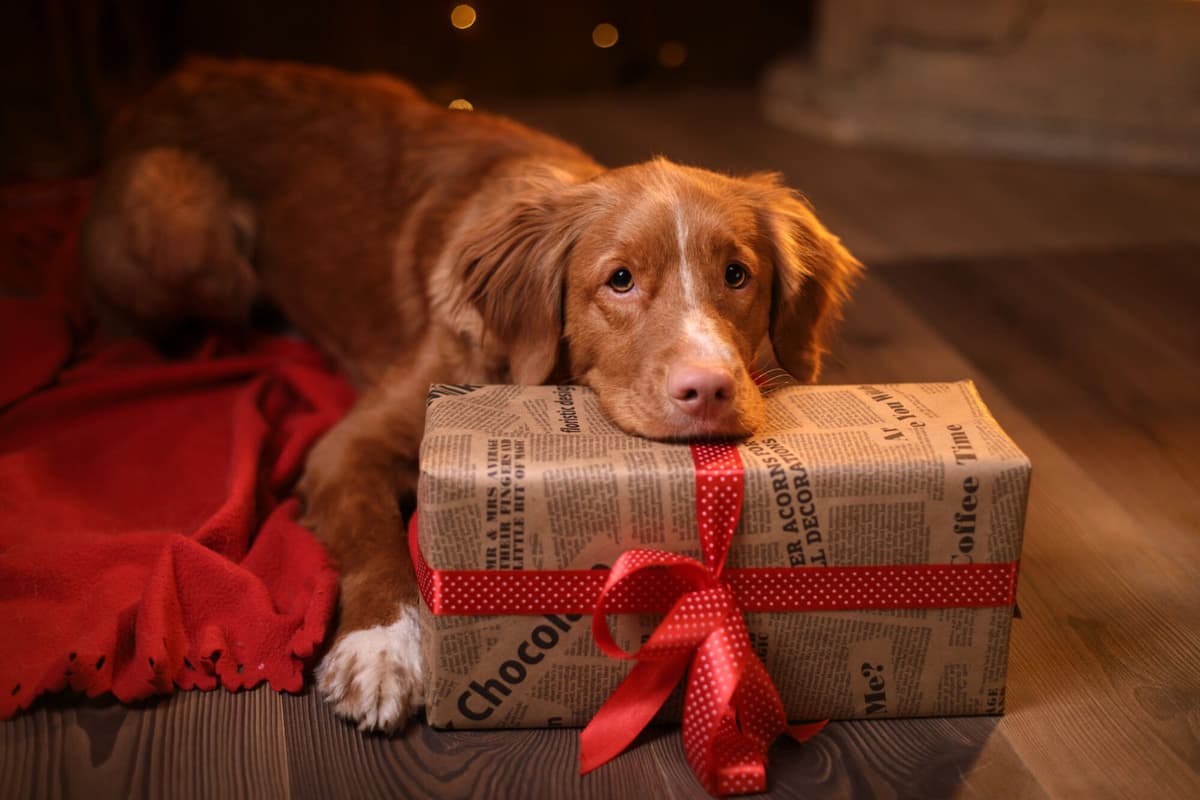 The Best Gifts for Dog Owners and Dog Lovers in 2025 AdobeStock_130079331-1-1-2000x0-c-default.jpeg