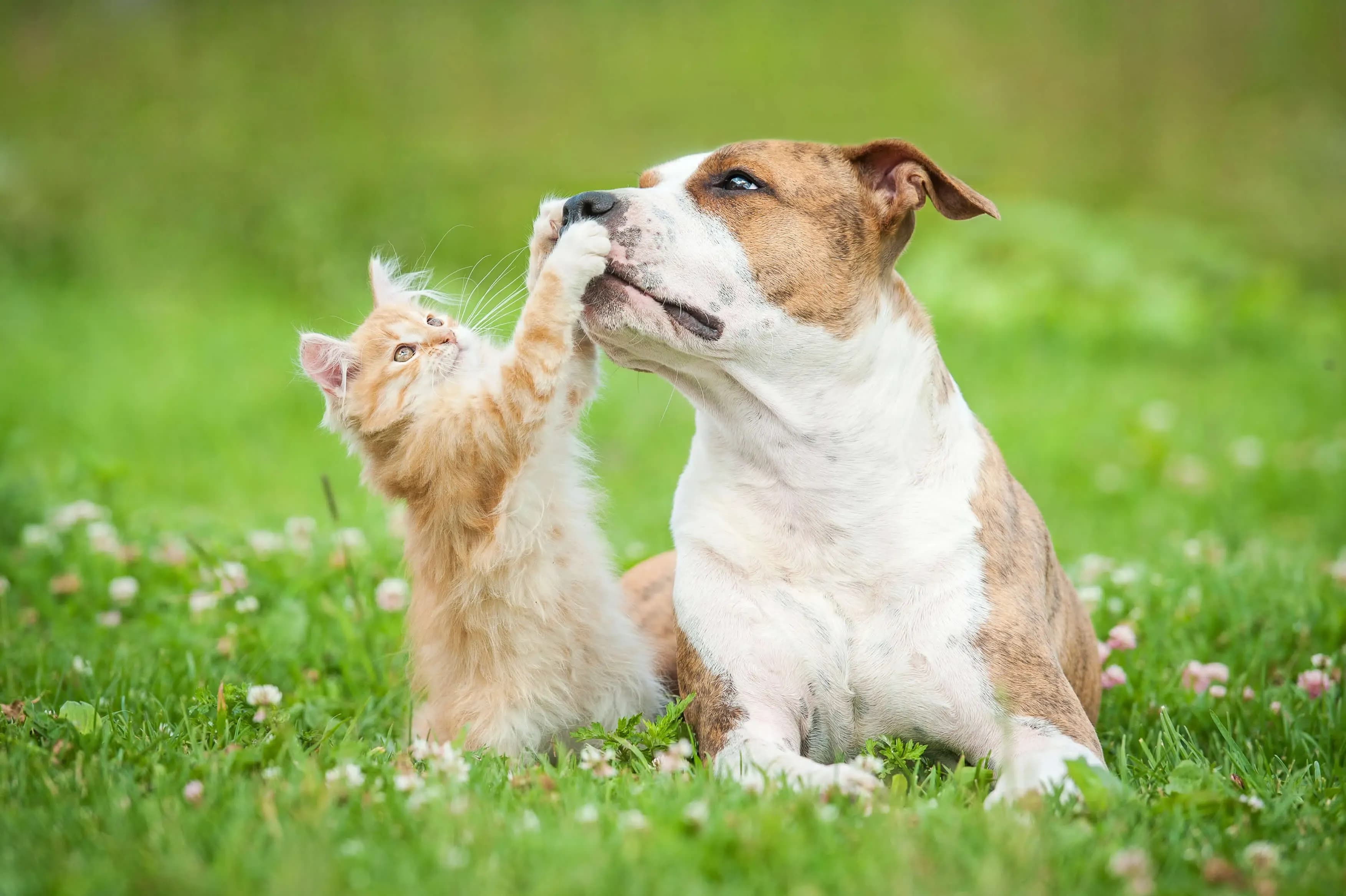 Exploring the Dynamic Relationship Between Cats and Dogs Cat-and-dog-55-tips-for-pet-friendly-summer-blog-scaled.jpeg.webp