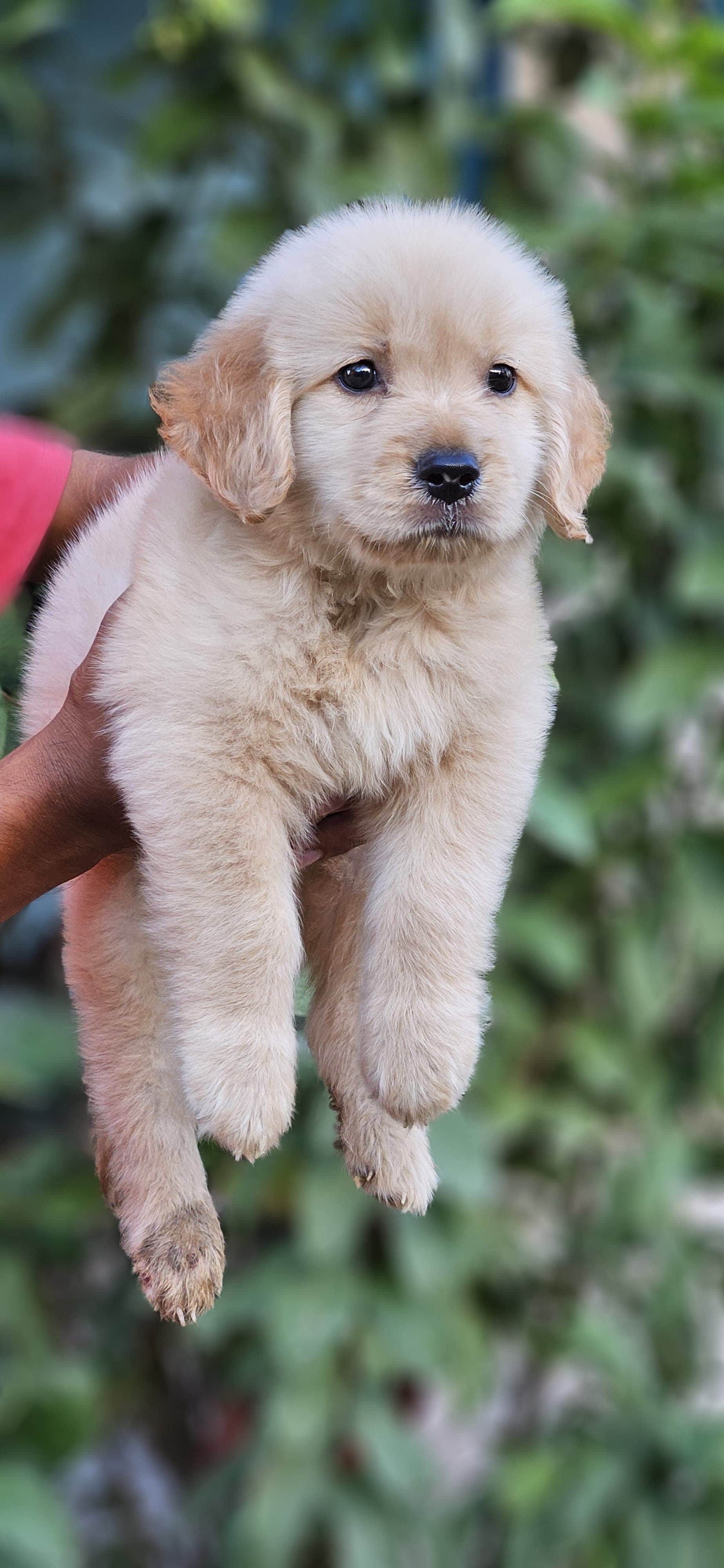 Choco Golden Retriever
