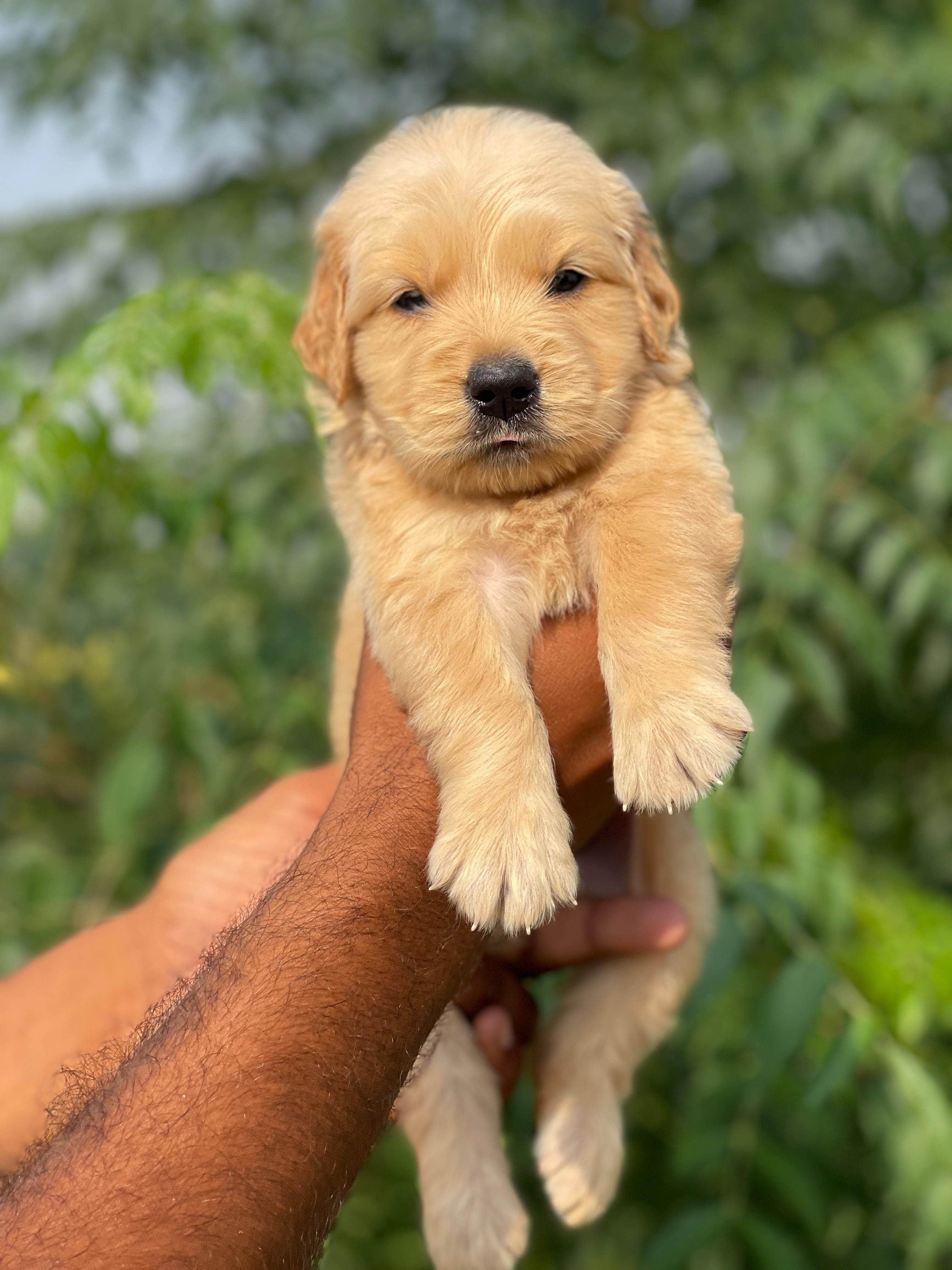 Shadow Golden Retriever