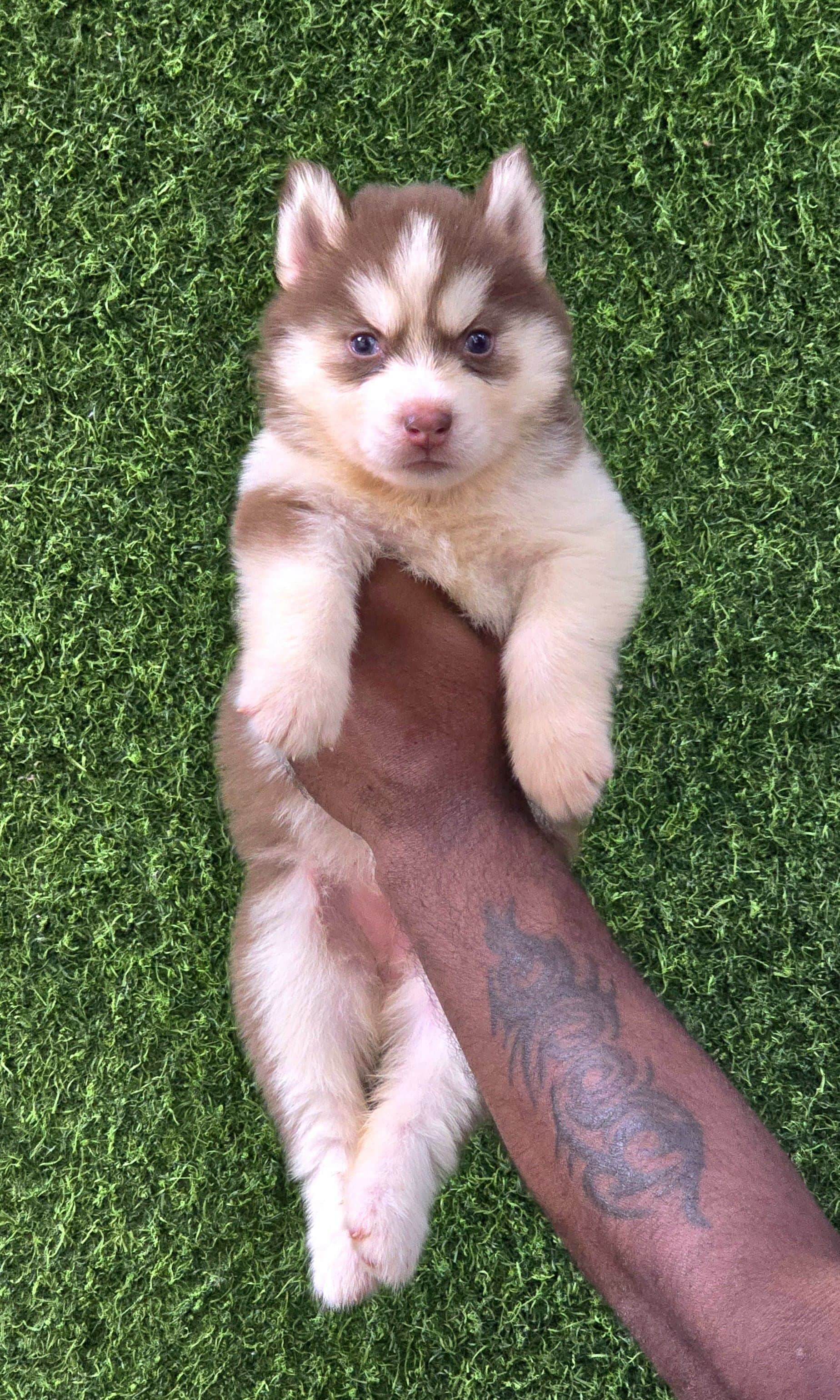 Lulu Siberian Husky