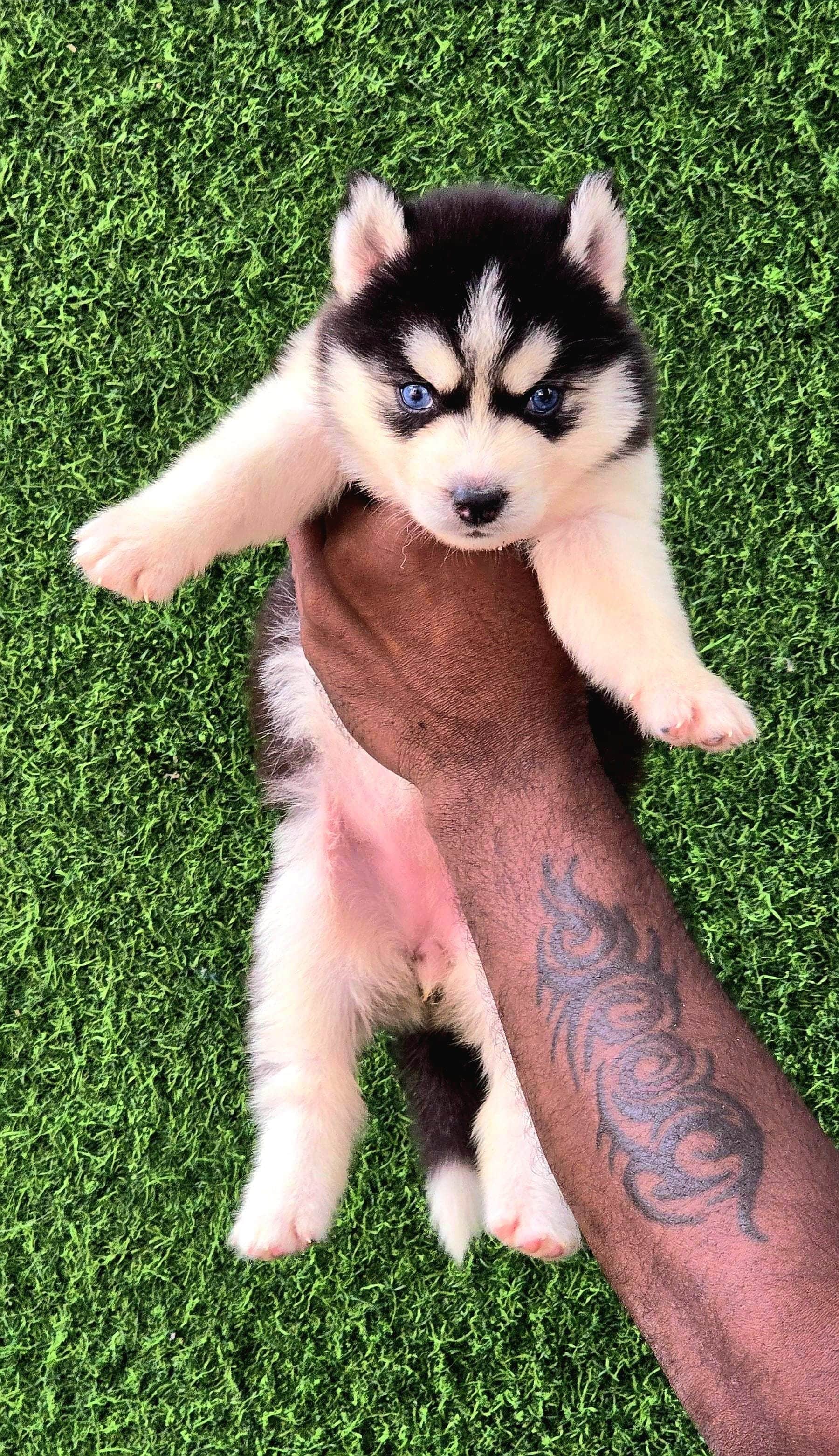 Rex Siberian Husky