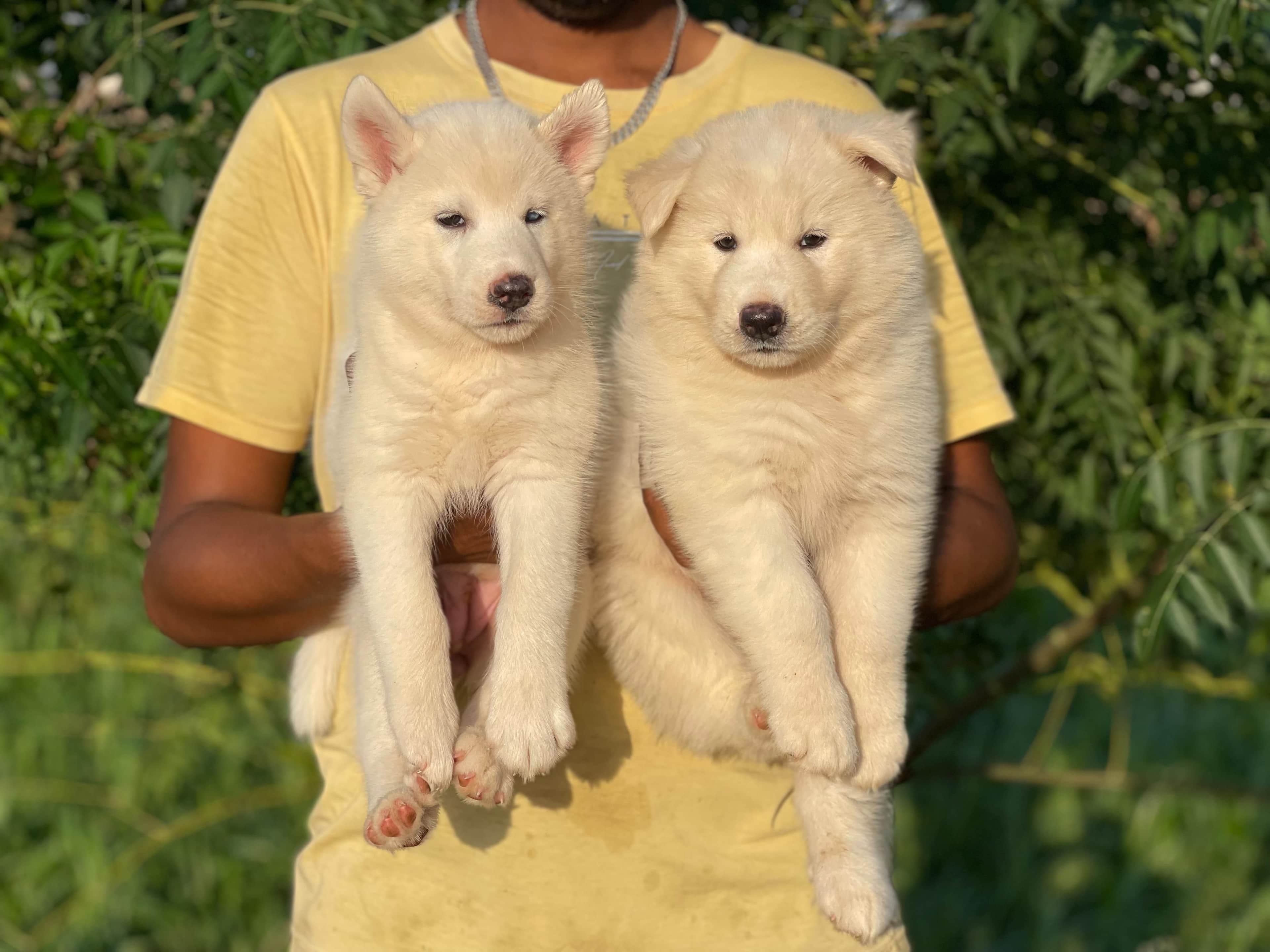 Bailey Siberian Husky