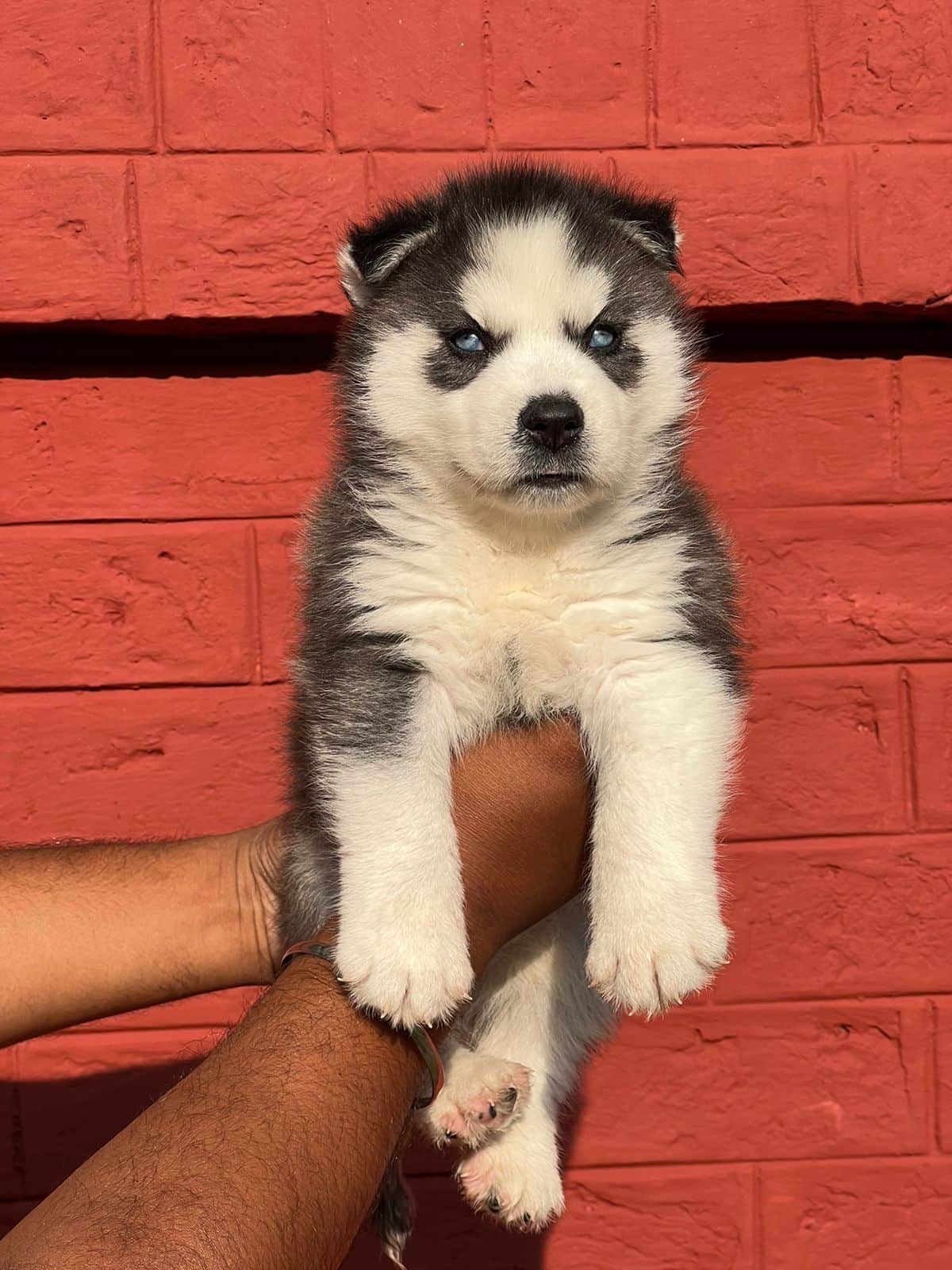 Phoenix Siberian Husky