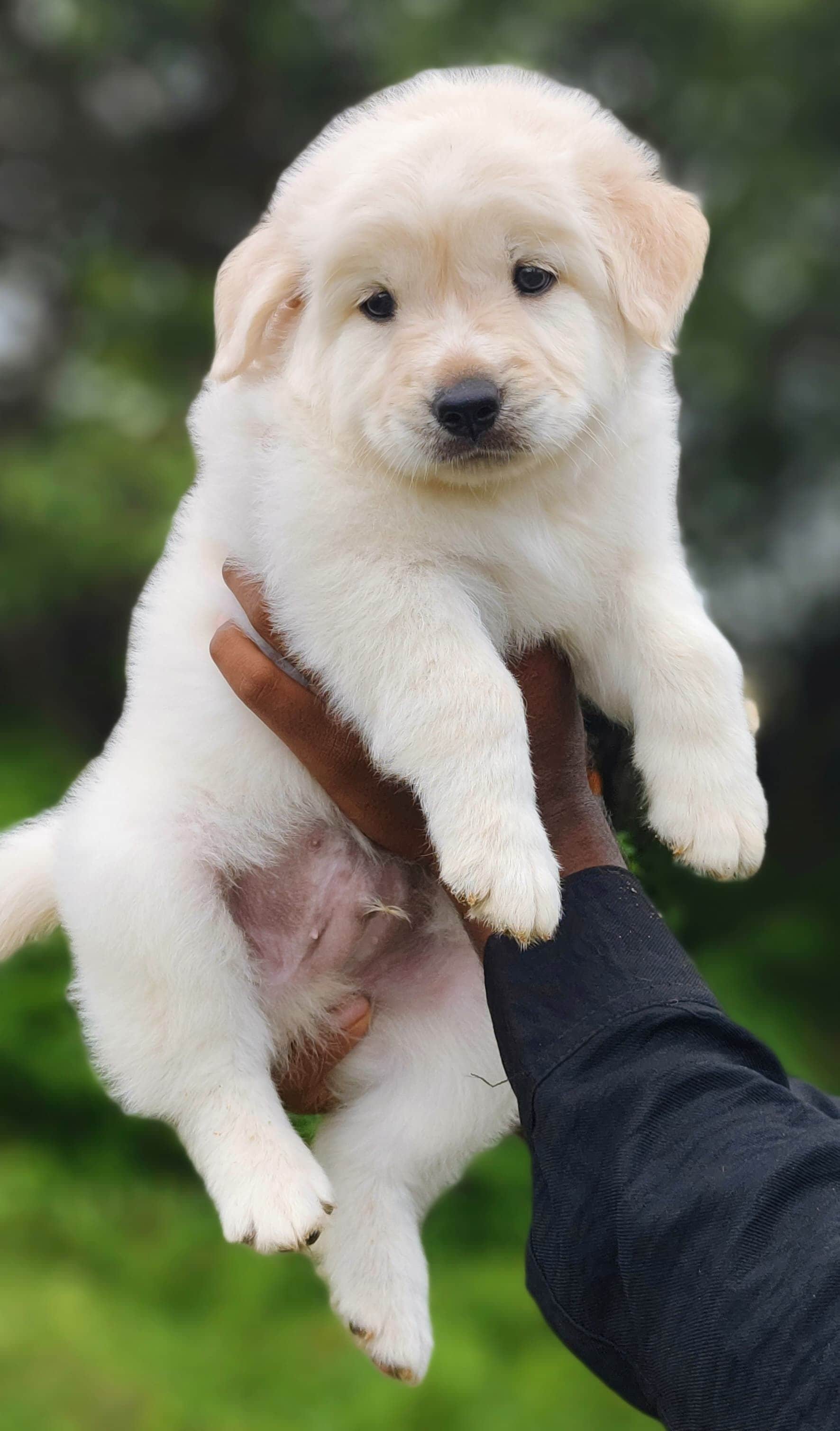Marley Golden Retriever