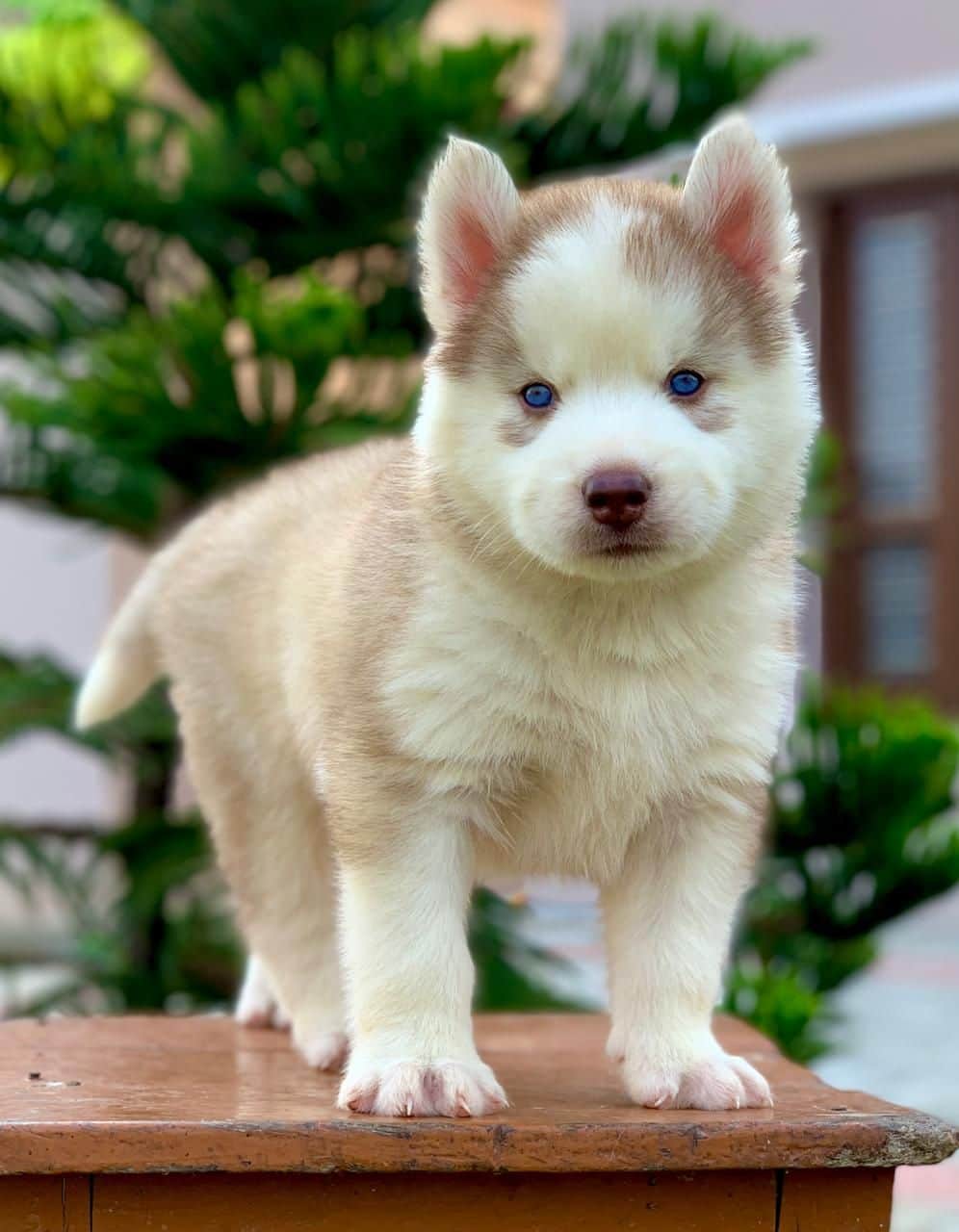 Rex Siberian Husky