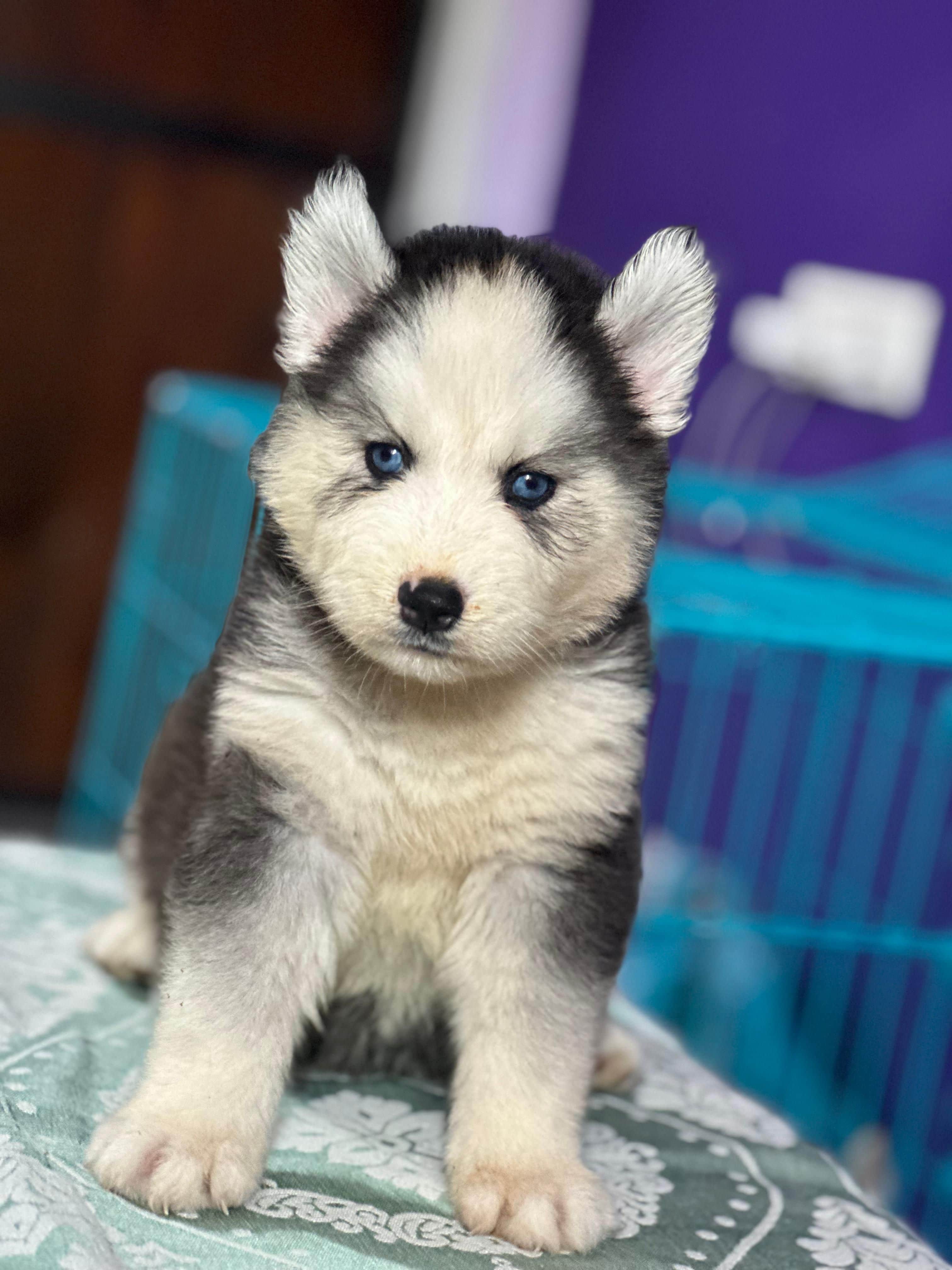 Oreo Siberian Husky