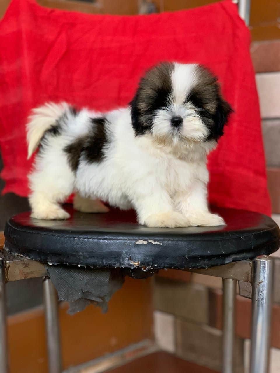 Scout Shih-Tzu