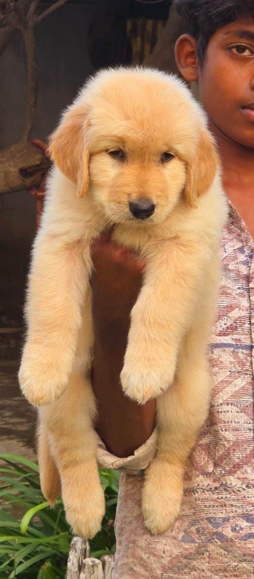 Pebbles Golden Retriever
