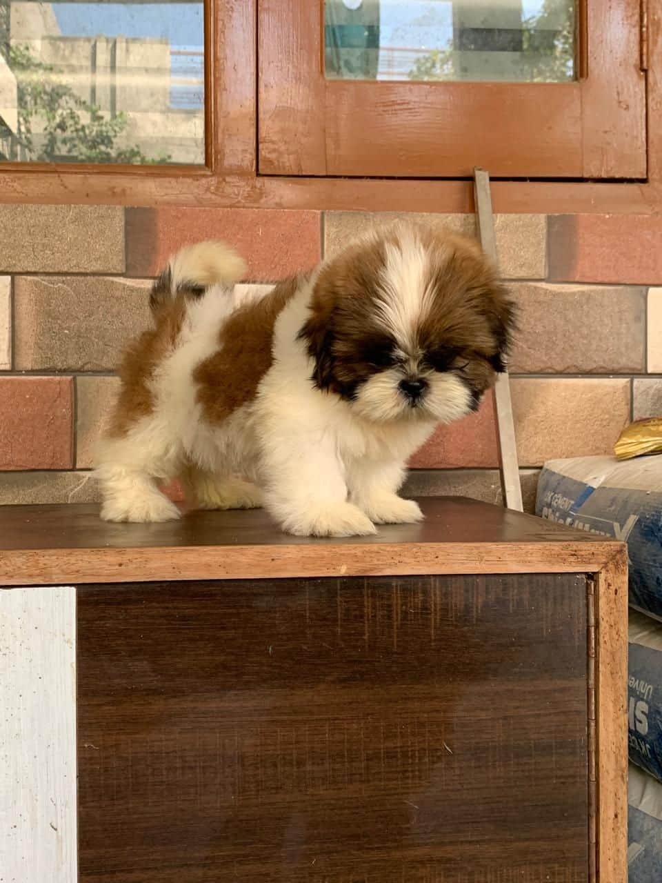 Gigi Shih-Tzu