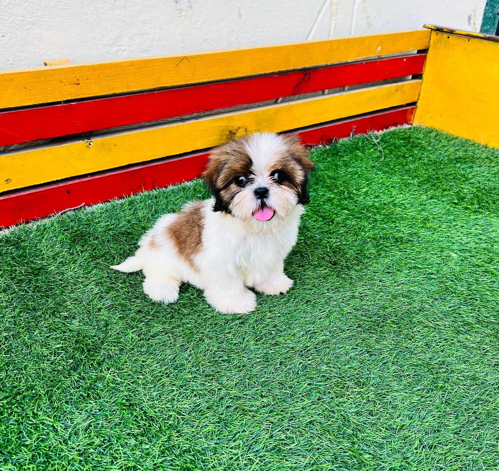 Charlie Shih-Tzu