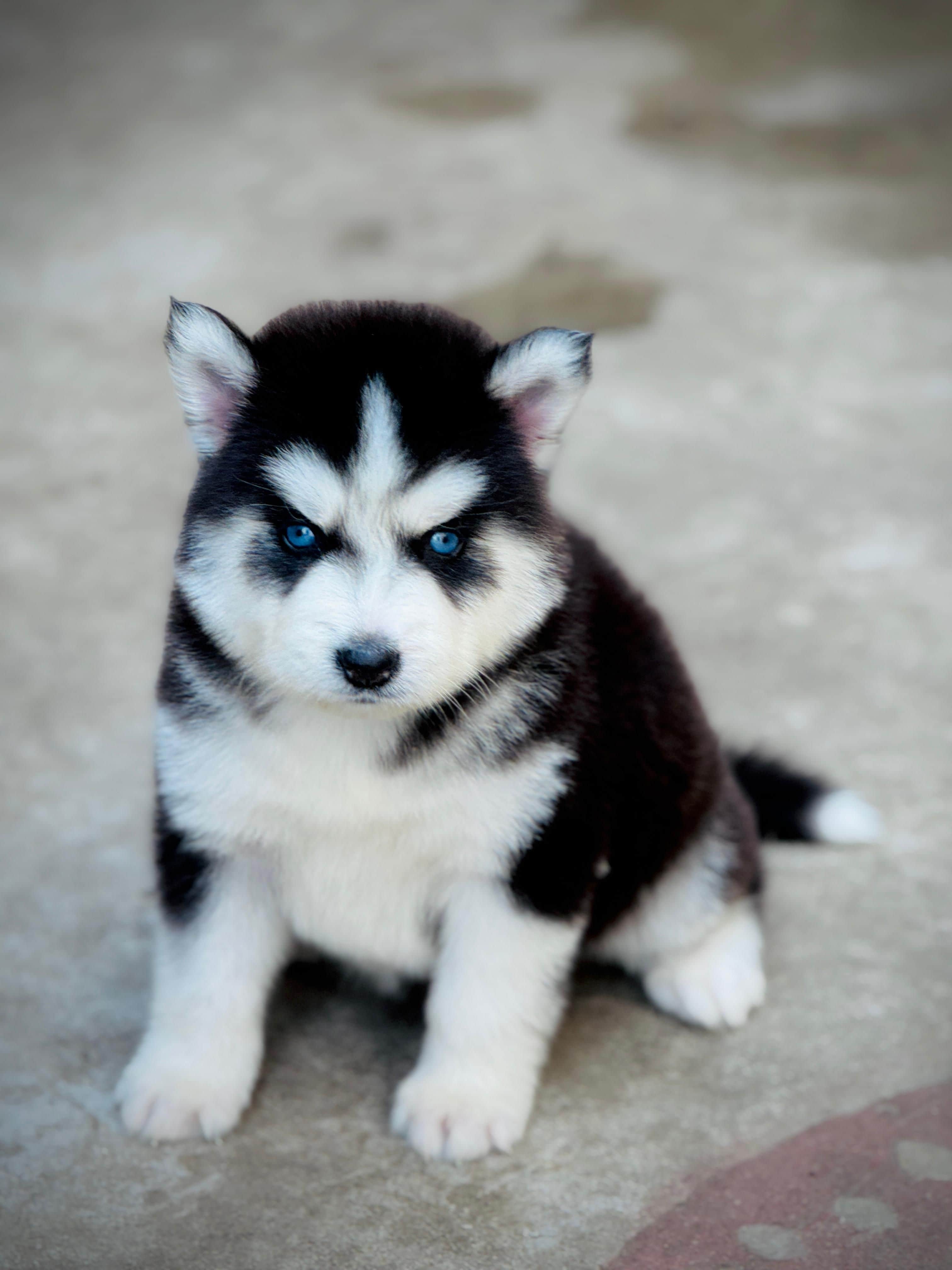 Scout Siberian Husky