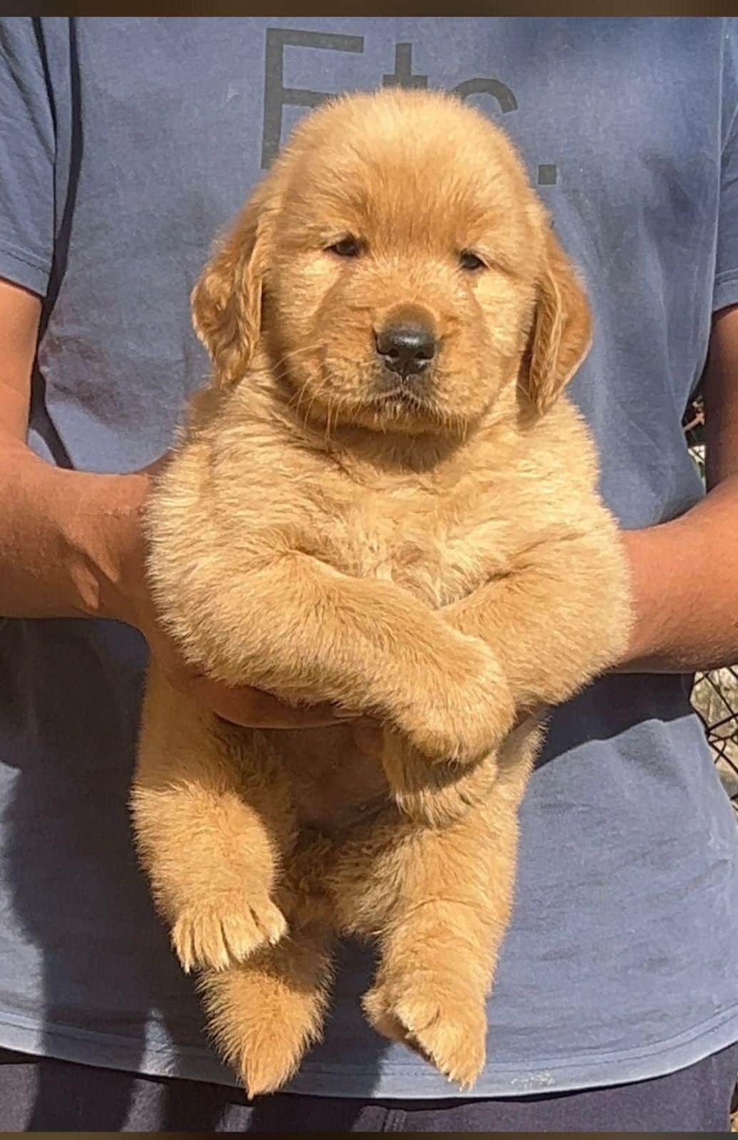 Jax Golden Retriever