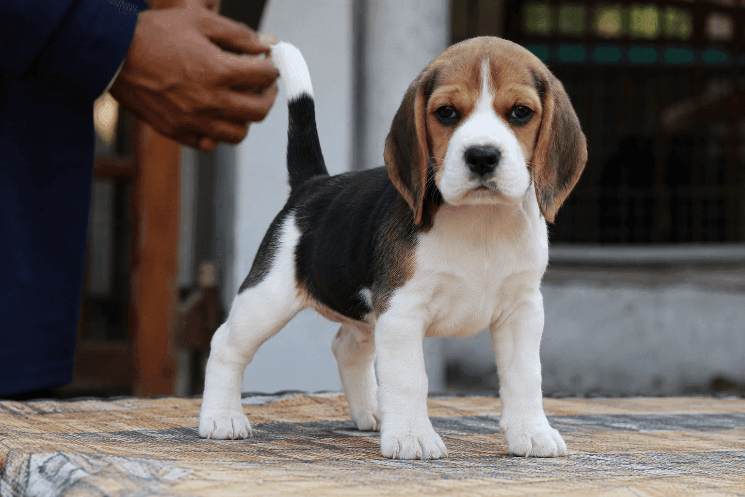 A healthy purebred Beagle puppy displaying classic breed characteristics, including a broad head, long rounded ears, a compact body, and a white-tipped tail—important features to check before buying a Beagle puppy. Purebred Beagle puppy showing long low-set ears, broad head, compact body, and white-tipped tail, demonstrating key physical traits used to identify a pure Beagle puppy before buying.