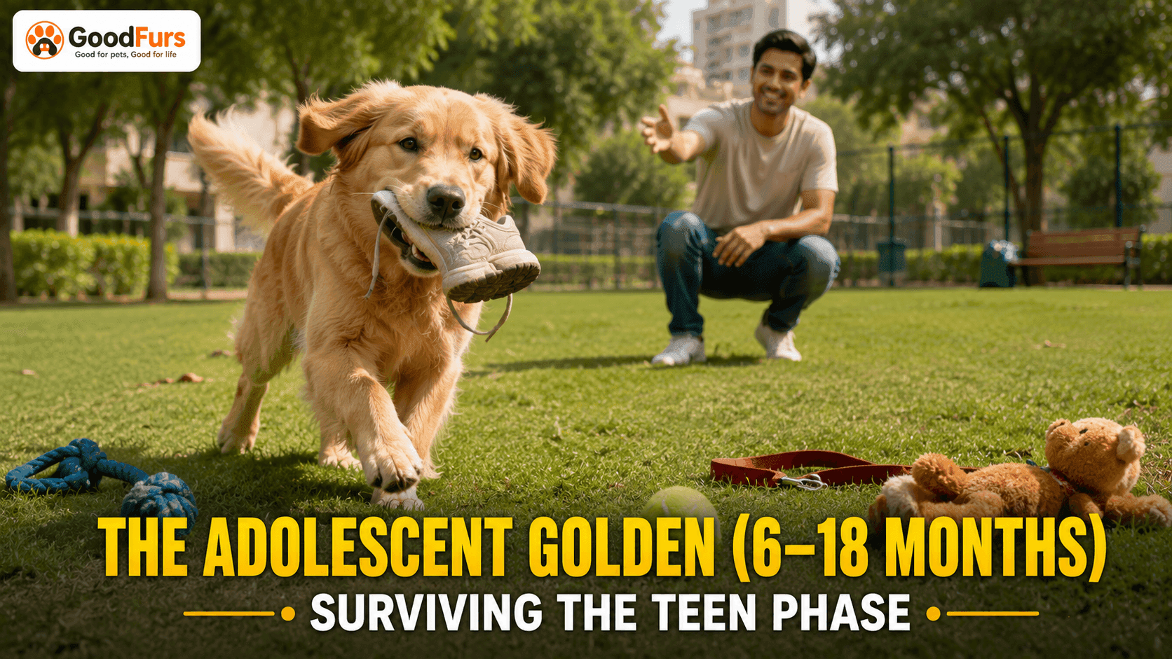 Adolescent Golden Retriever running through a park with a shoe in its mouth while a smiling pet parent tries to call it back, illustrating typical teenage Golden Retriever behavior. Adolescent Golden Retriever running through a park with a shoe in its mouth while a smiling pet parent tries to call it back, illustrating typical teenage Golden Retriever behavior.