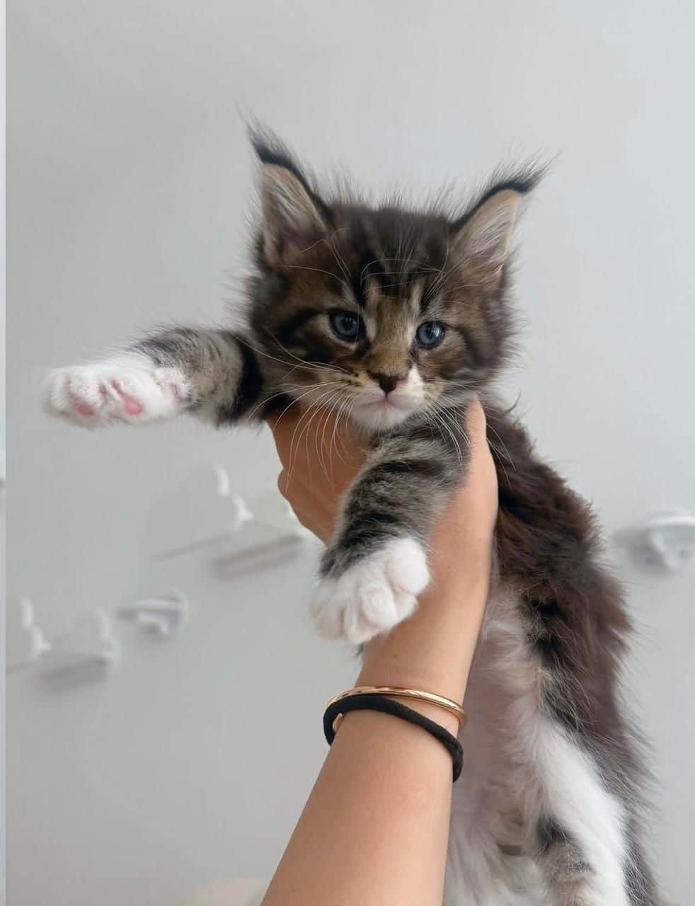 Timmi Maine Coon