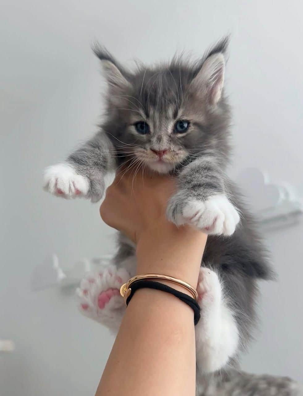 Tiya Maine Coon