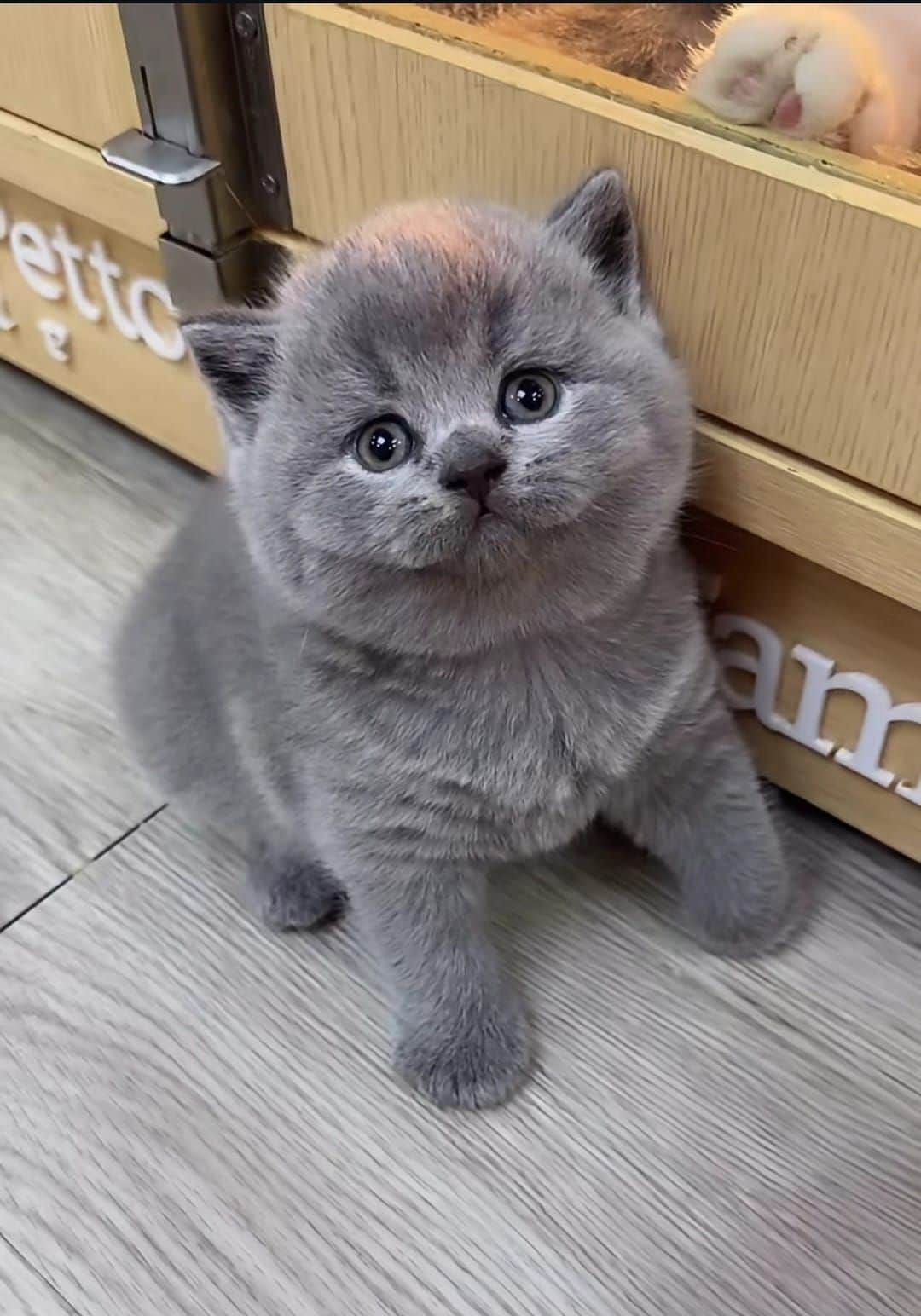 Mili British Shorthair
