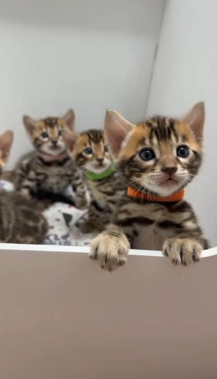 Tiggy Bengal