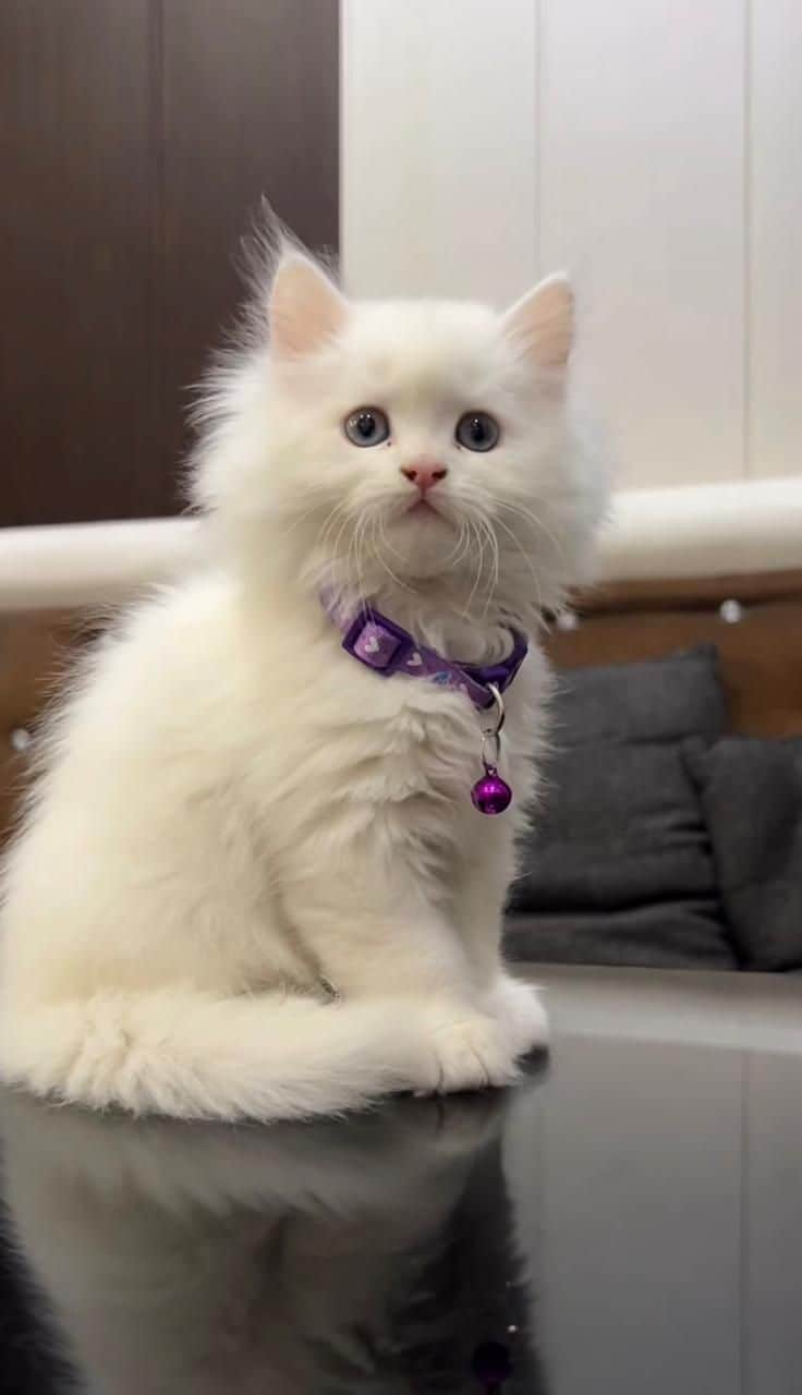 Bella Persian