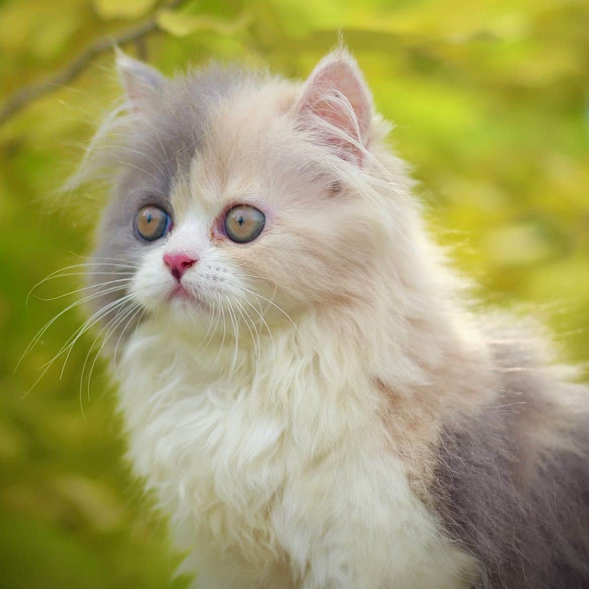 Mia Persian