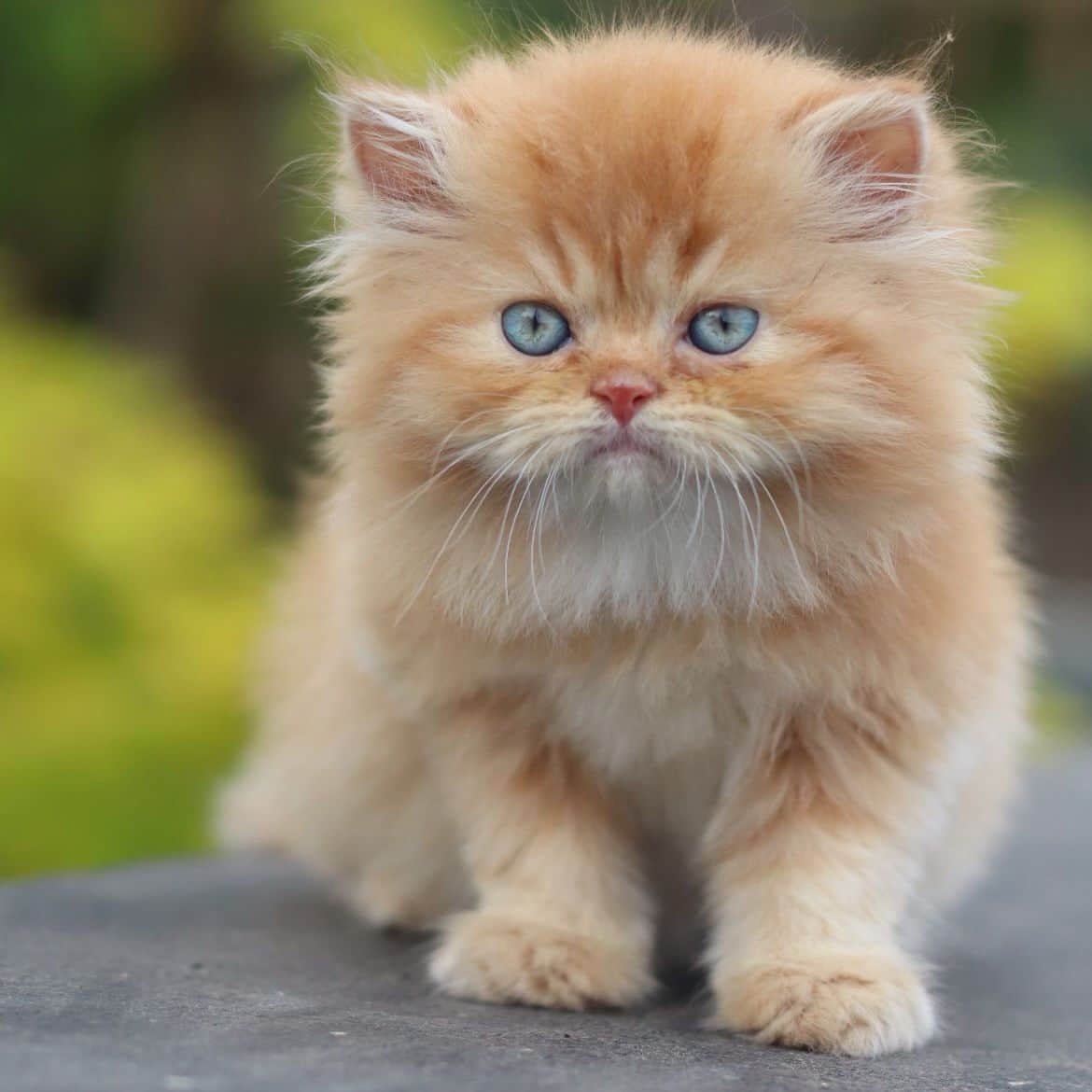 Luna Persian