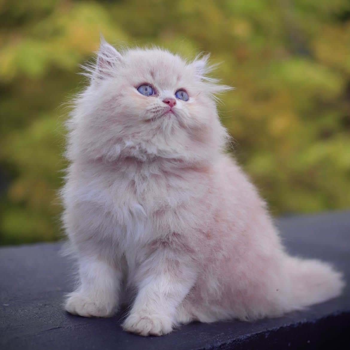 Jolly Persian