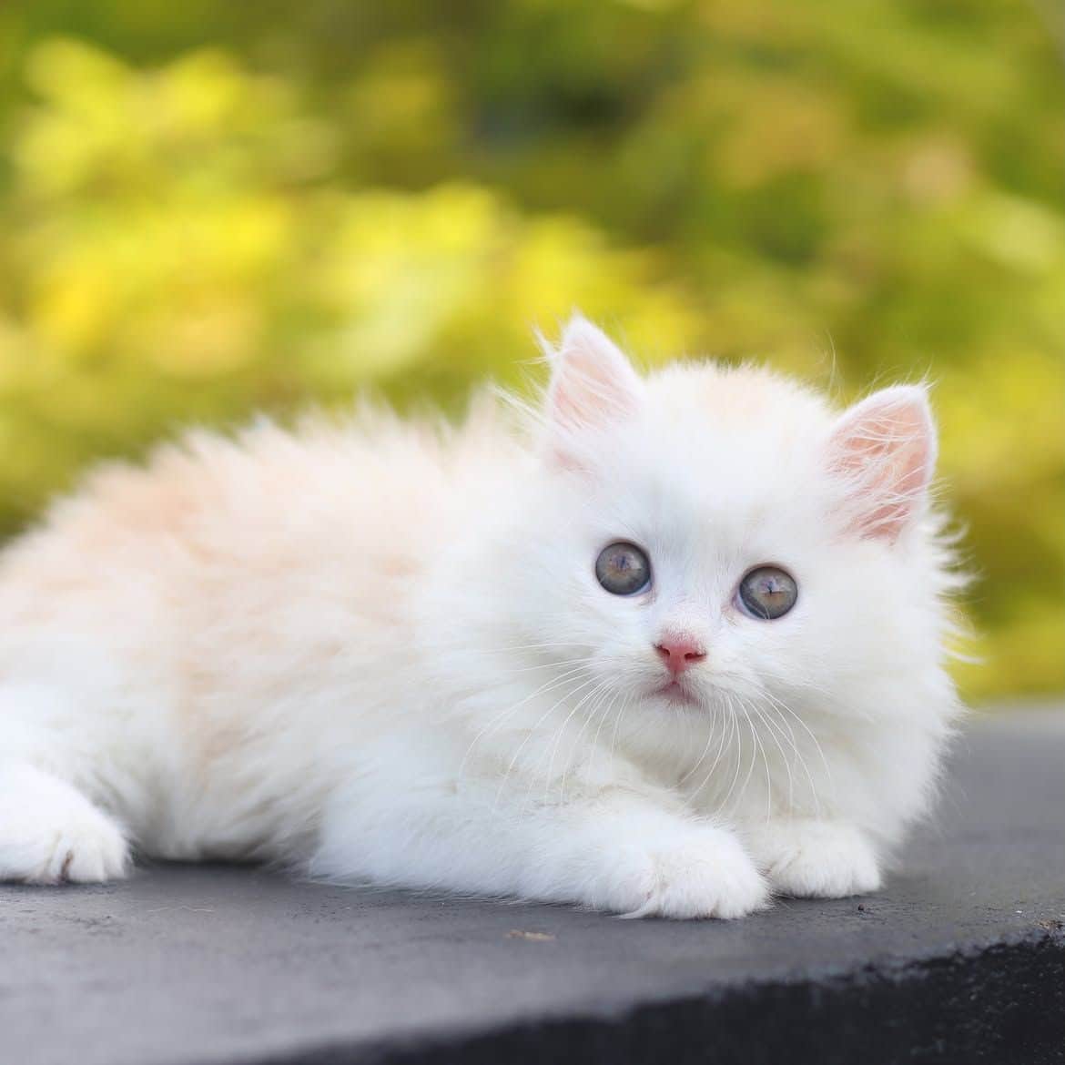 Olivia Persian