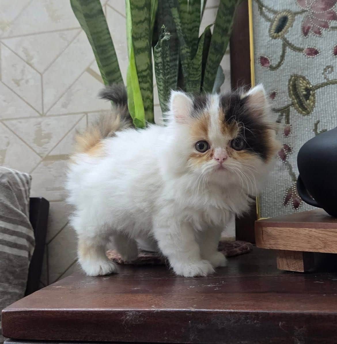 Tom Persian